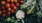 a group of different kinds of vegetables