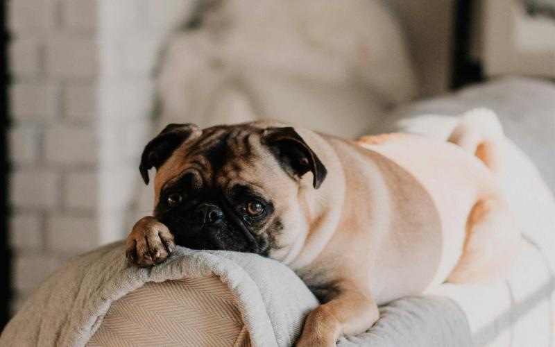 a dog lying on a couch